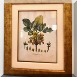 A06. Framed botanical print. 